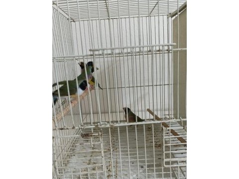 Golden finch