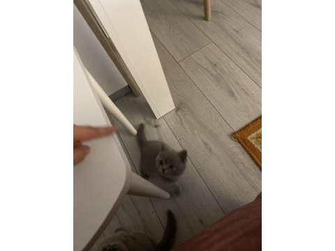 British shorthair dişi 1 aylık