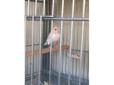 Kuşlarım çok bakımlı hazır takım