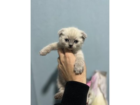A kalite scottish fold bebekler her renk her çeşit