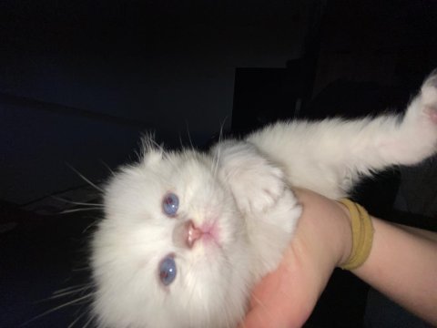 Scottish fold yavrular çok tatlı