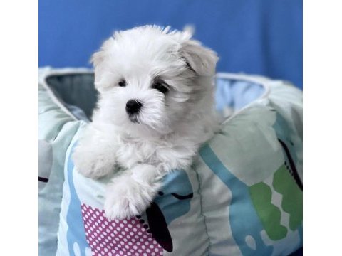 Birbirinden güzel safkan maltese yavrularımız