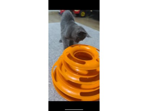 British shorthair 3 aylık