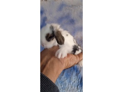 Hollanda teddy lop tavşanı yavrular