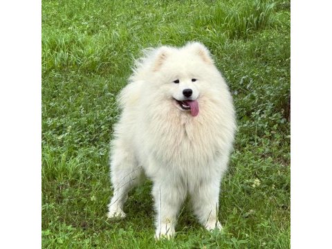 Kıf/fcı şecereli samoyed erkek yavru