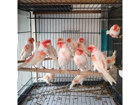 Üst düzey almozaik kuşlar