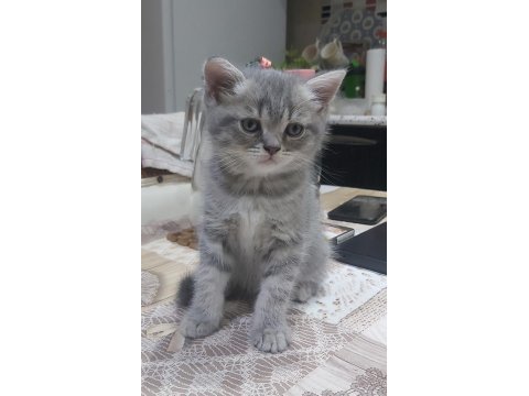 British short hair ve scottish fold