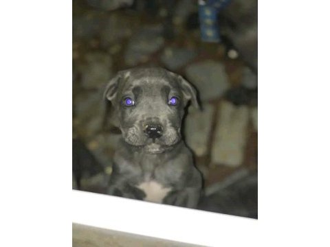 Dev adayı ırk ve sağlık garantili cane corso bebeklerimiz