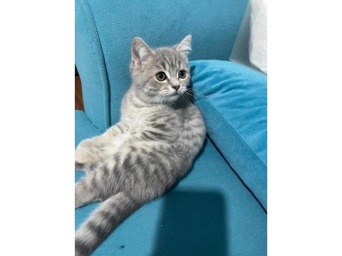 2.5 - 3 aylık kısa tüylü british shorthair yavru