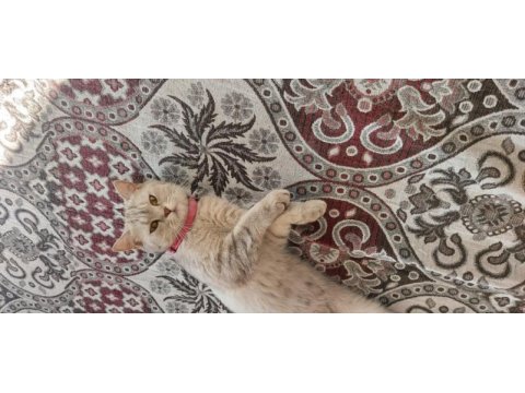 11 aylık dişi british shorthair