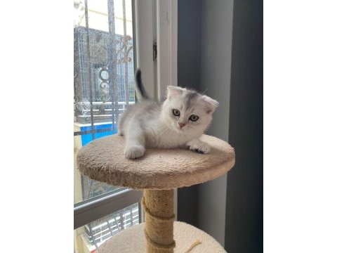 3 aylık silver scottish fold oğluşum