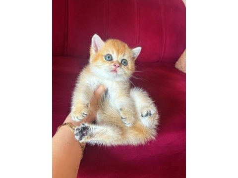 Safkan brıtısıh shorthair golden bebekler
