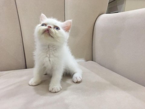 Maviş orjinal exotic shorthair bebişler