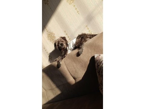 Köpeğimizi sahiplendirme