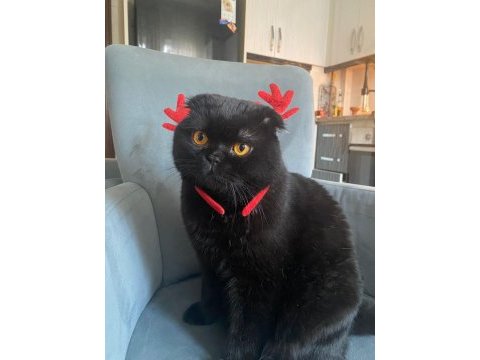 Siyah güzel scottish fold yavrumuz görüşülür