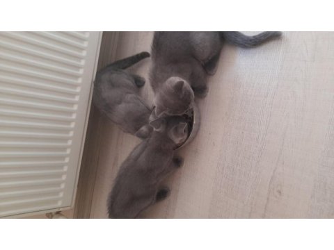 2 british, 1 scottish fold 3 aylık yavru sahiplendirme