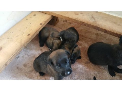 Belçika malinois yavrularımız sahiplendirilecek