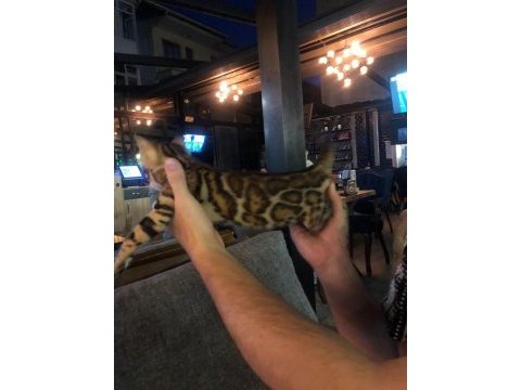 Dişi bengal