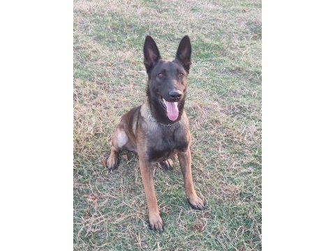 Belçika malinois