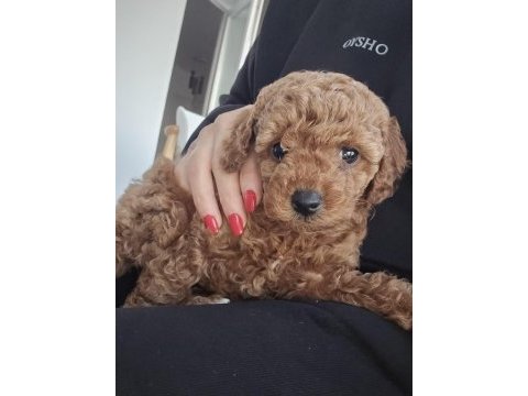 Poodle bebeklerim yeni yuvaya hazır