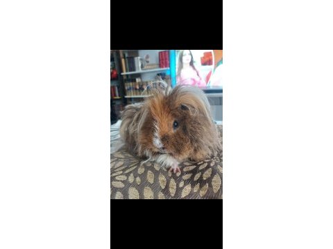 Guinea pig kobay sahiplendirme