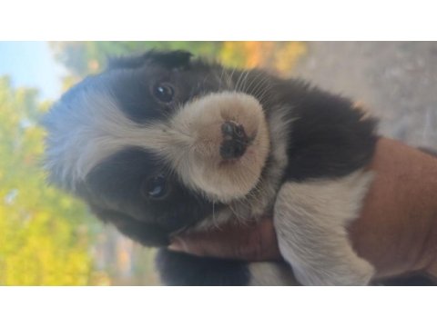 Safkan saĝlıklı border collie bebekler