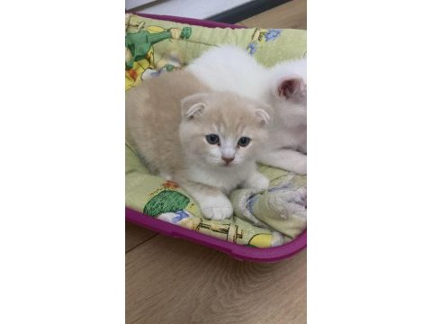 Erkek yavru kedimiz tek bir adet