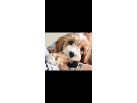 3 aylık erkek maltipoo