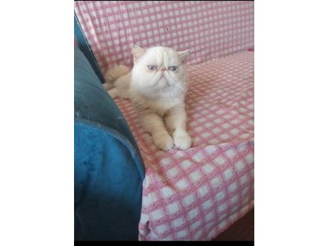 Erkek exotic shorthair