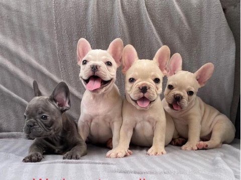 Exotic french bulldog yavruları