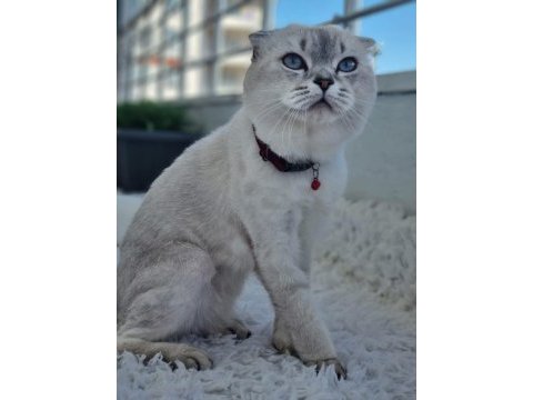 Scottish fold kedisi