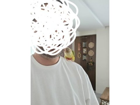 El besleme 8 aylık pineapple konur papağanı