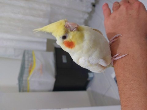Konuşan şarkı söyleyen lutona sultan papağan