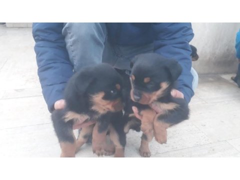 2 aylık rottweiler