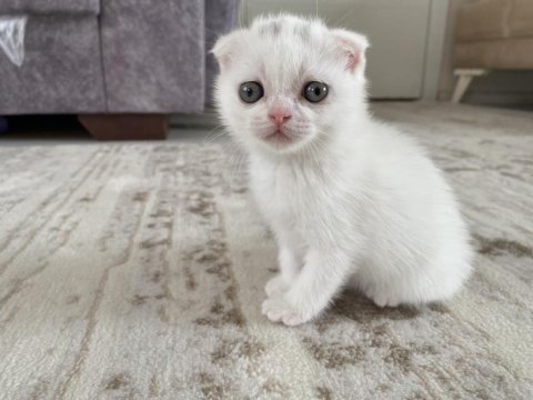 Scottish fold kediler