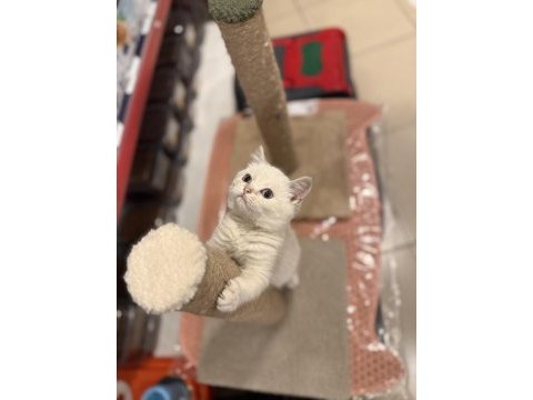 British shorthair iki aylık