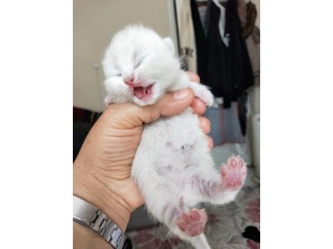 Son iki erkek scottish fold yavrum rezerveye açık