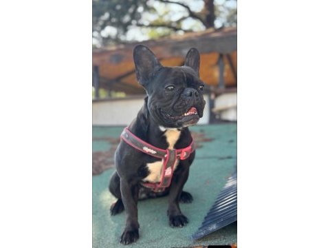 45 güne hazır french bulldog yavrular