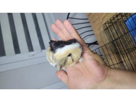 Çok sevimli ve uysal ginepigler fethiyede
