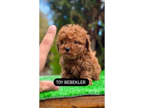 A kalite ırk sağlık garantili toy poodle yavrular