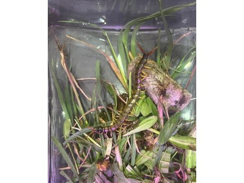 Farklı bi canlı arayanlara scolopendra cingulata