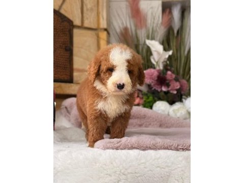 Petmode köpek çiftliğinden xl poodle yavrular