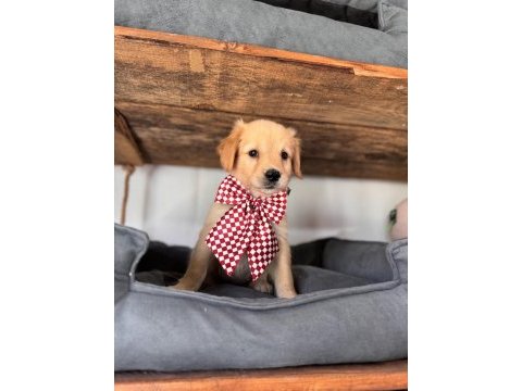 Şeker mi şeker golden retriever bebekler