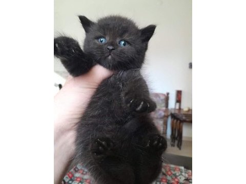 2 aylık scottish fold yavrular