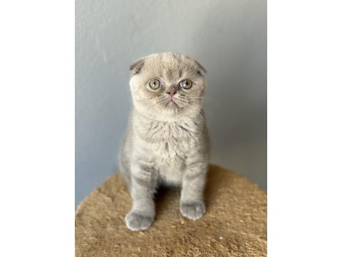 Scottish fold kedisi