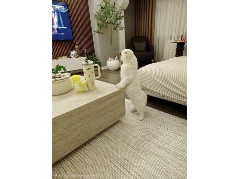 9 aylık scottish fold longhair