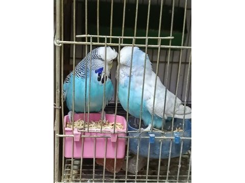 Show jumbo muhabbet kuşu