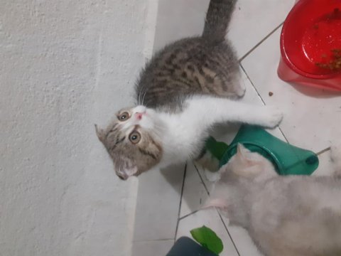 Ücretsiz scottish fold kediler