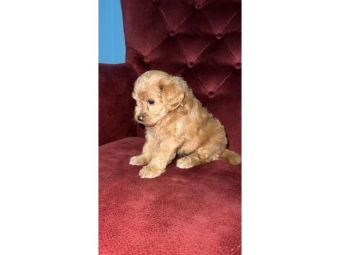 Maltipoo 35 günlük yavrularımız