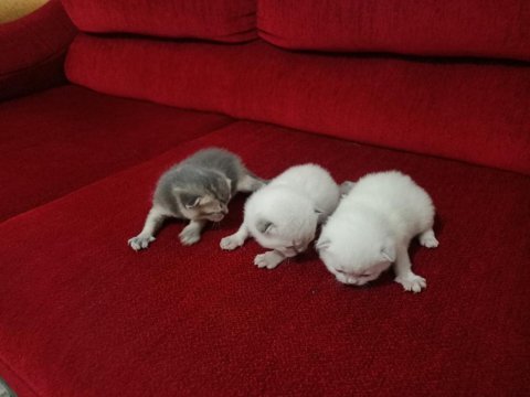 N11 british shorthair yavruları yuva arıyor